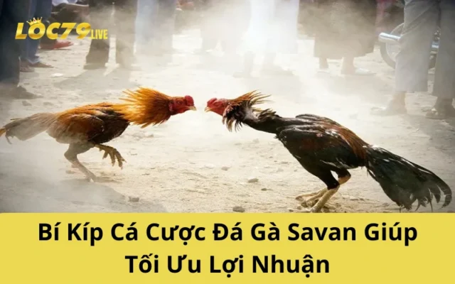 Bí Kíp Cá Cược Đá Gà Savan Giúp Tối Ưu Lợi Nhuận