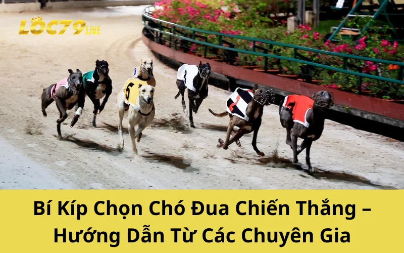 Bí Kíp Chơi Đua Chó Chiến Thắng – Hướng Dẫn Từ Các Chuyên Gia