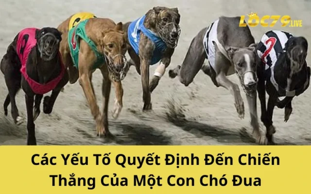 Các Yếu Tố Quyết Định Đến Chiến Thắng Của Một Con Chó Đua