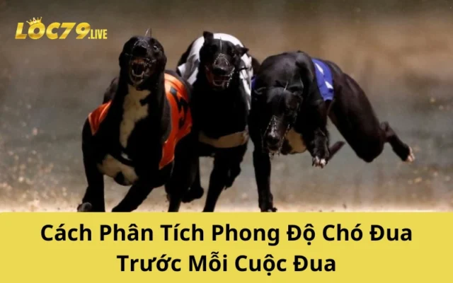 Cách Phân Tích Phong Độ Chó Đua Trước Mỗi Cuộc Đua