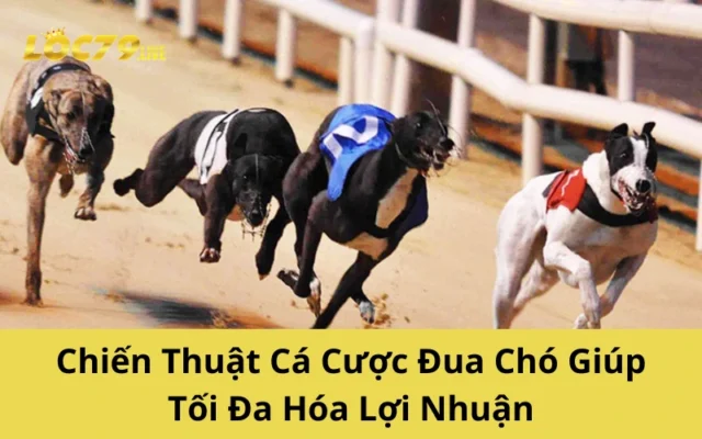Chiến Thuật Cá Cược Đua Chó Giúp Tối Đa Hóa Lợi Nhuận