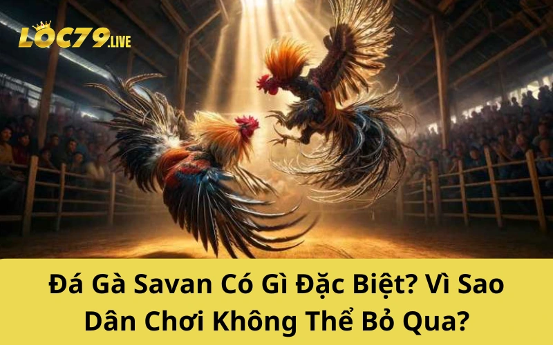 Đá Gà Savan Có Gì Đặc Biệt? Vì Sao Dân Chơi Không Thể Bỏ Qua?