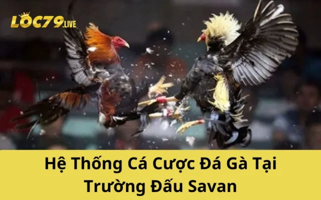 Hệ Thống Cá Cược Đá Gà Tại Trường Đấu Savan