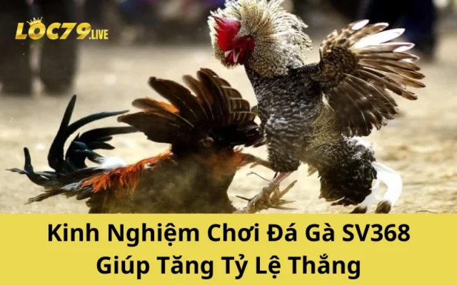 Kinh Nghiệm Chơi Đá Gà SV368 Giúp Tăng Tỷ Lệ Thắng