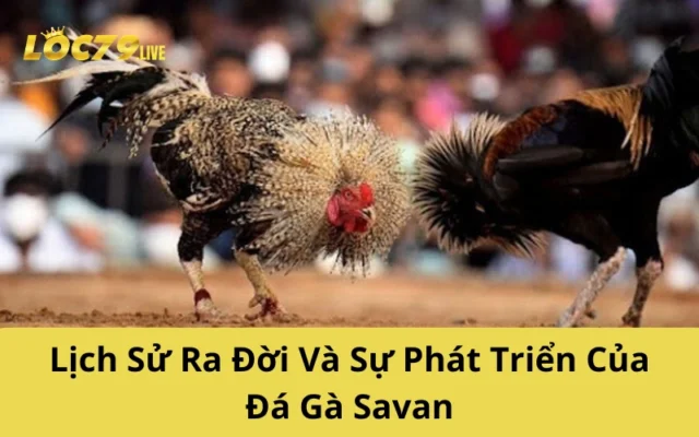 Lịch Sử Ra Đời Và Sự Phát Triển Của Đá Gà Savan