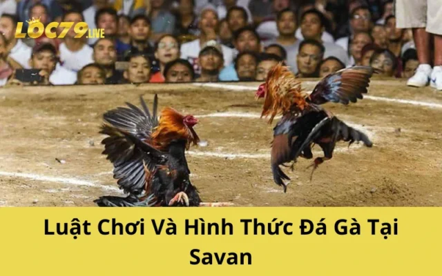 Luật Chơi Và Hình Thức Đá Gà Tại Savan