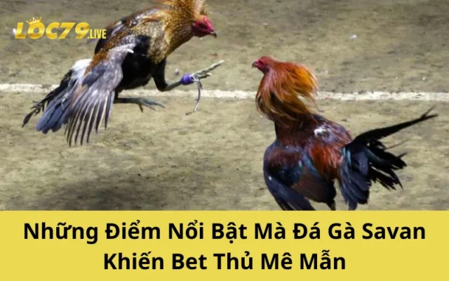 Những Điểm Nổi Bật Mà Đá Gà Savan Khiến Bet Thủ Mê Mẫn