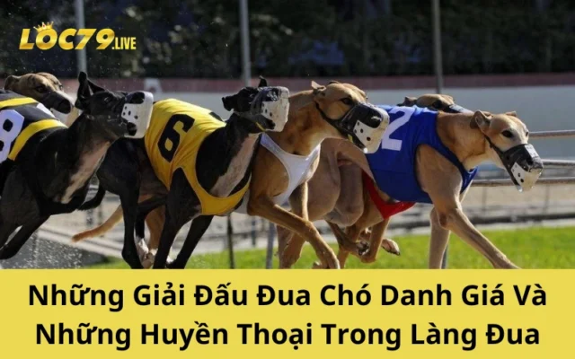 Những Giải Đấu Đua Chó Danh Giá Và Những Huyền Thoại Trong Làng Đua