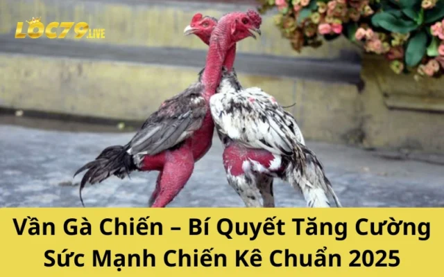 Vần Gà Chiến – Bí Quyết Tăng Cường Sức Mạnh Chiến Kê Chuẩn 2025